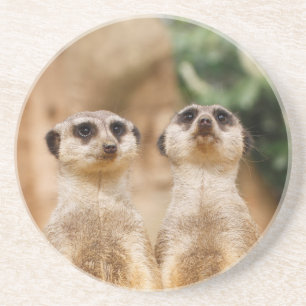 Meerkat_044 Coaster