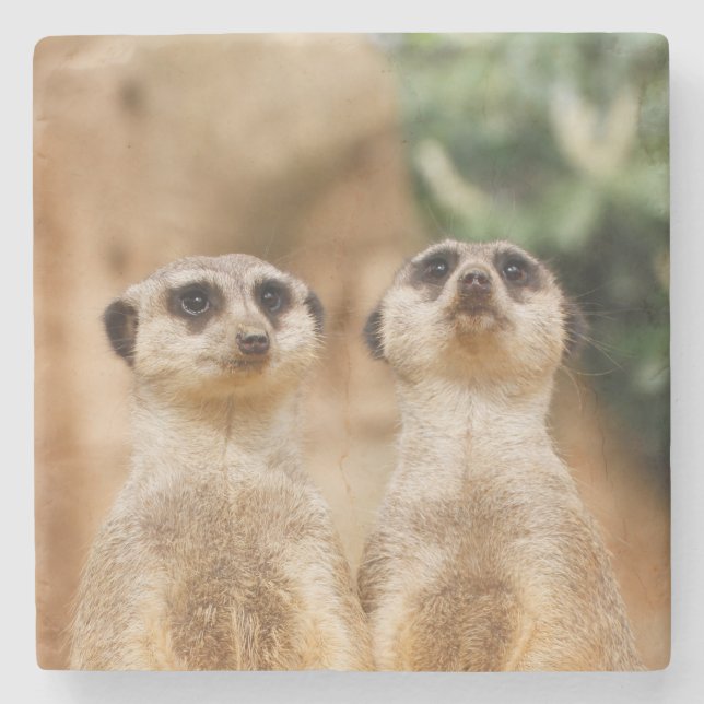 Meerkat_044 Stone Coaster (Front)