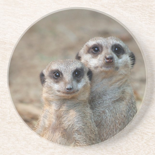 Meerkat 047 coaster (Front)