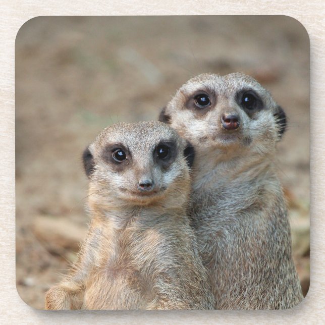 Meerkat 047 coaster (Front)