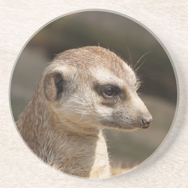 Meerkat 048 coaster (Front)