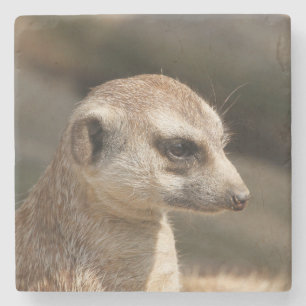 Meerkat 048 stone coaster