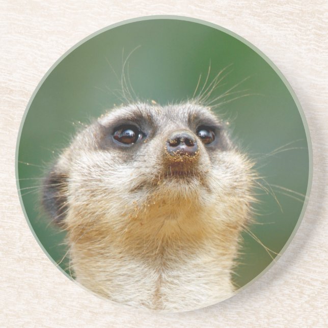 Meerkat 051 coaster (Front)
