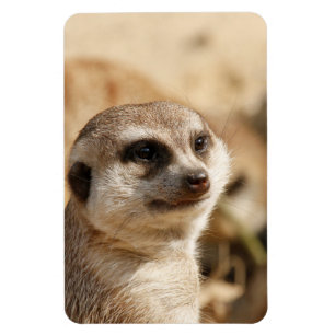 Meerkat 052 magnet