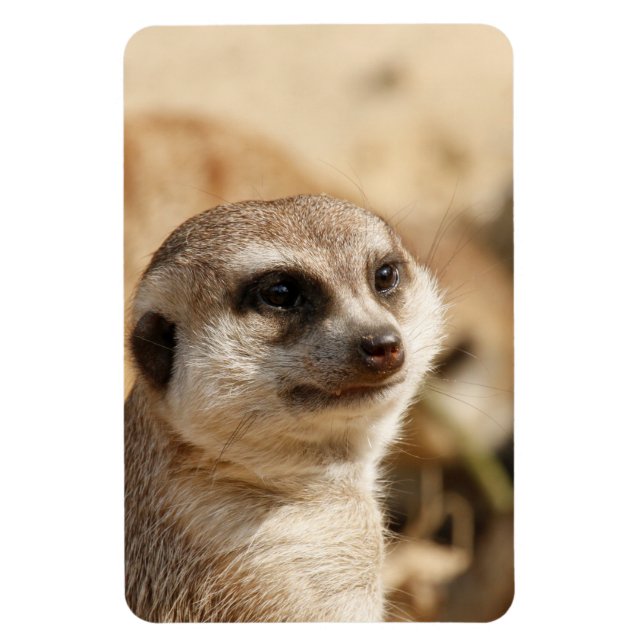 Meerkat 052 magnet (Vertical)