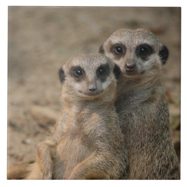 Meerkat 067 ceramic tile (Front)