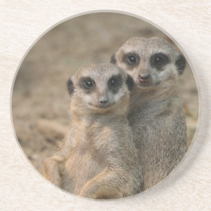 Meerkat 067 coaster