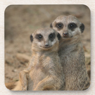 Meerkat 067 coaster