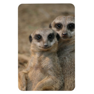Meerkat 067 magnet