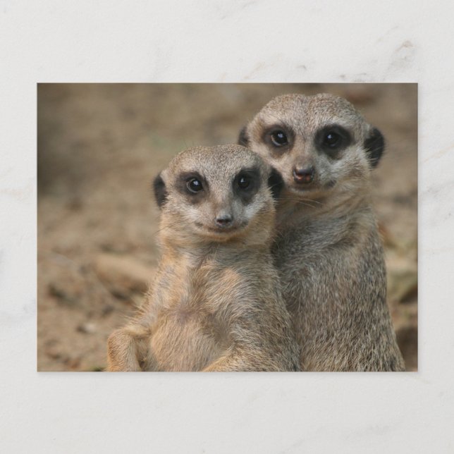 Meerkat 067 postcard (Front)