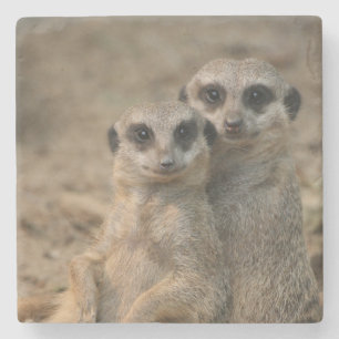 Meerkat 067 stone coaster