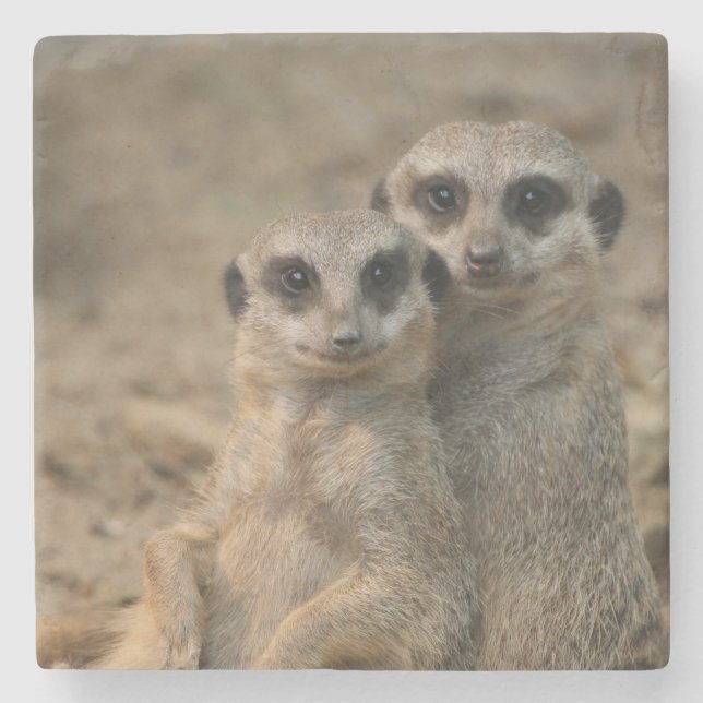 Meerkat 067 stone coaster (Front)