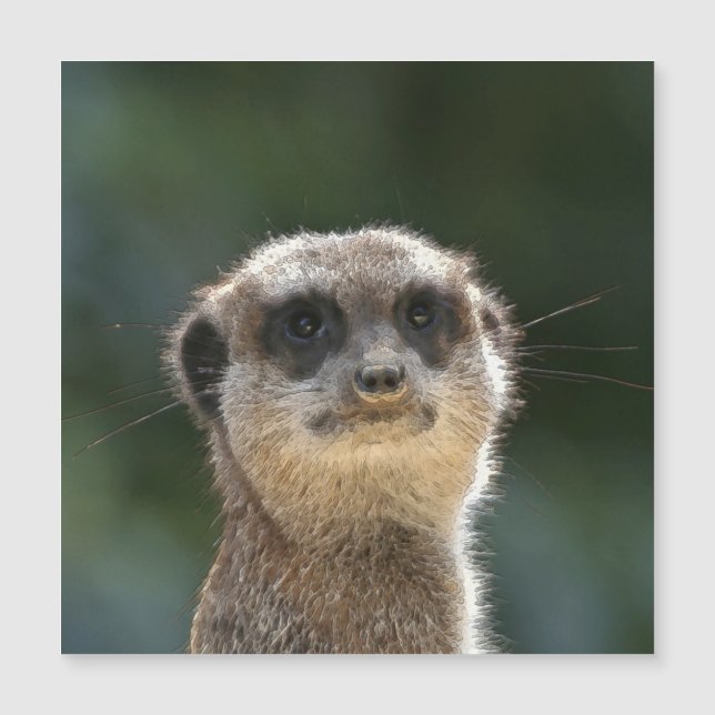 Meerkat 068 (Front)