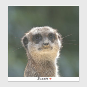 Meerkat 068
