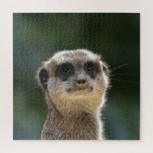 Meerkat 068 jigsaw puzzle