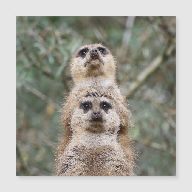 Meerkat 081 (Front)