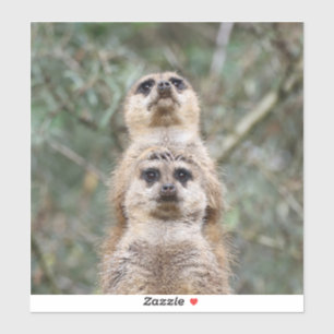 Meerkat 081
