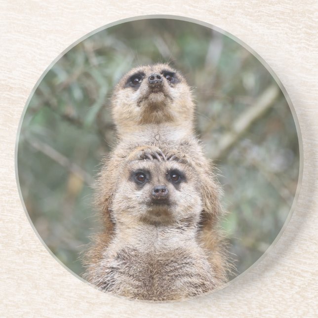 Meerkat 081 coaster (Front)