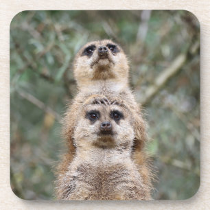 Meerkat 081 coaster