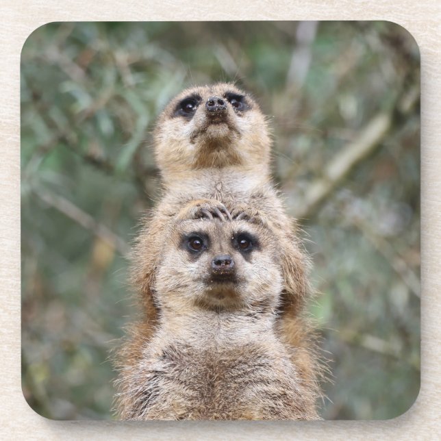 Meerkat 081 coaster (Front)