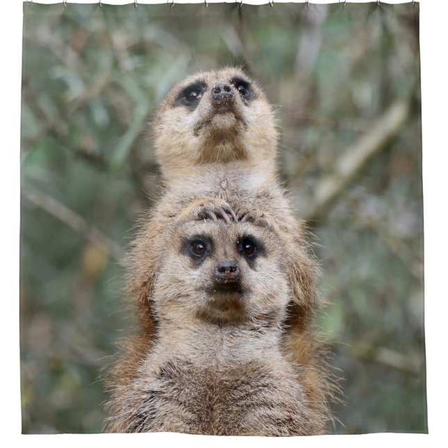 Meerkat 081 shower curtain (Front)