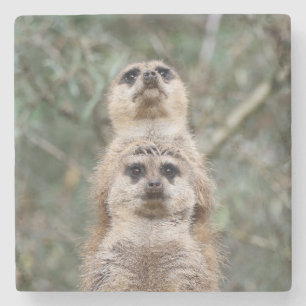 Meerkat 081 stone coaster