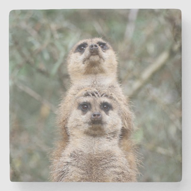 Meerkat 081 stone coaster (Front)