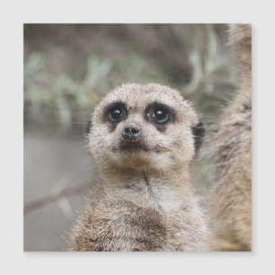 Meerkat 082