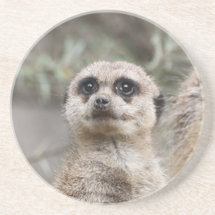 Meerkat 082 coaster