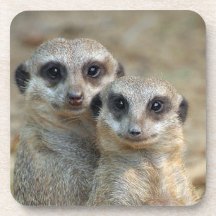 Meerkat 085 coaster