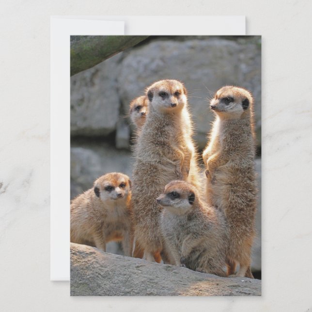 Meerkat 110 holiday card (Front)