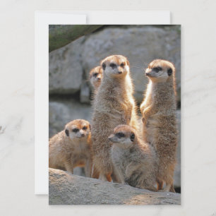 Meerkat 110 holiday card