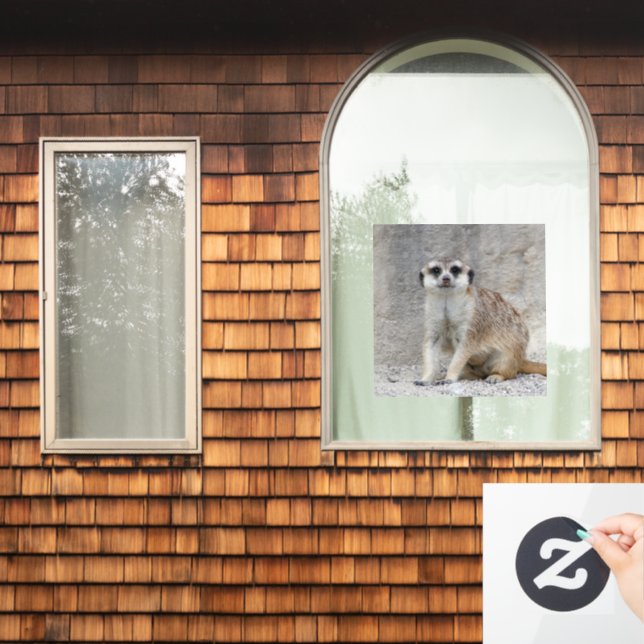 Meerkat 134 (Home Window)