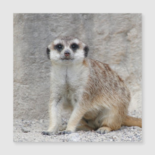Meerkat 134