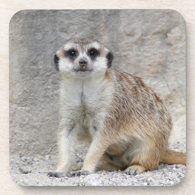 Meerkat 134 coaster (Front)