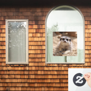 Meerkat 174