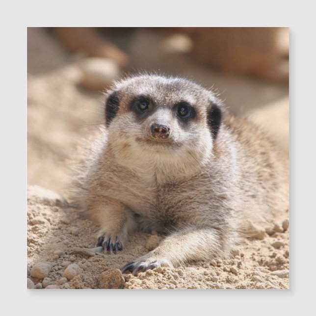Meerkat 174 (Front)