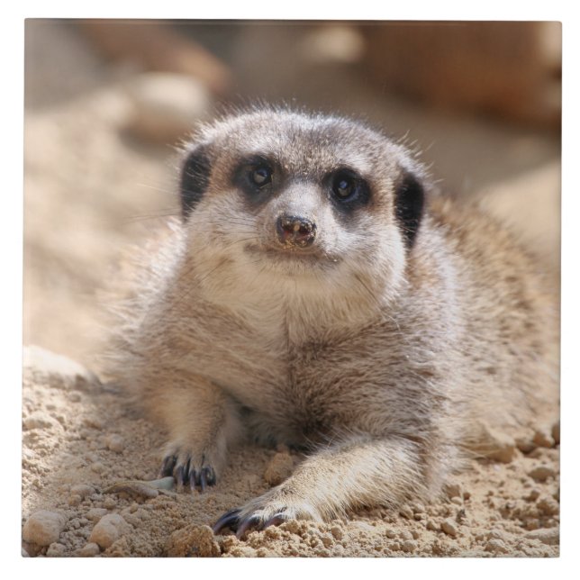 Meerkat 174 ceramic tile (Front)