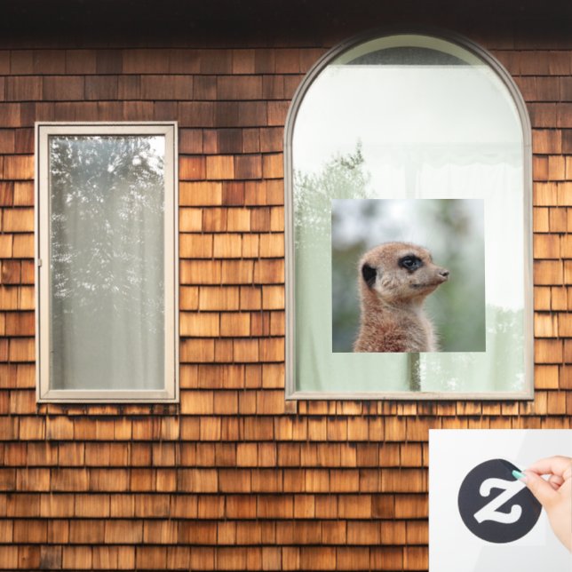 Meerkat 180 (Home Window)