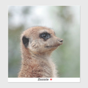 Meerkat 180