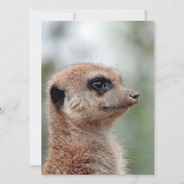 Meerkat 180 holiday card (Front)