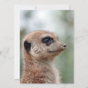 Meerkat 180 holiday card