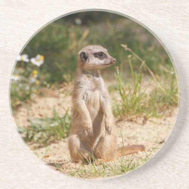 Meerkat 2014-0901 coaster (Front)