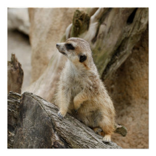 Meerkat 2014-1001 poster