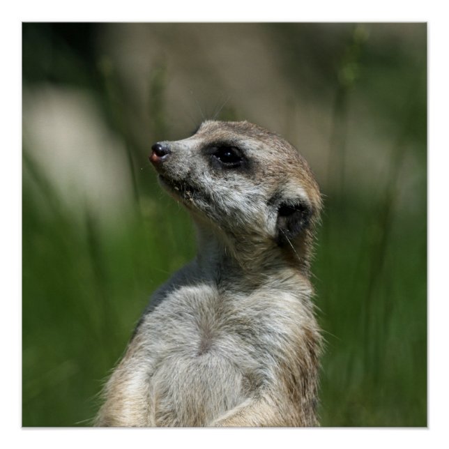 Meerkat_2014_1006 Poster (Front)