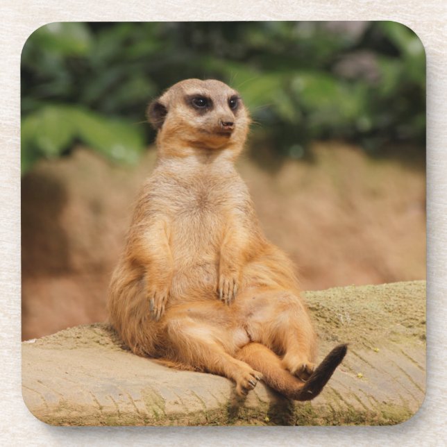 Meerkat_2015_0110 Coaster (Front)