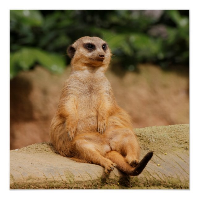 Meerkat_2015_0110 Poster (Front)