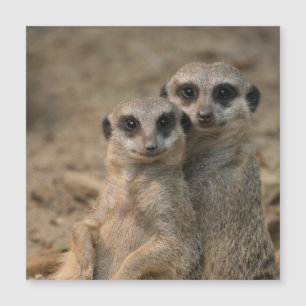 Meerkat_20170901_by_JAMFoto