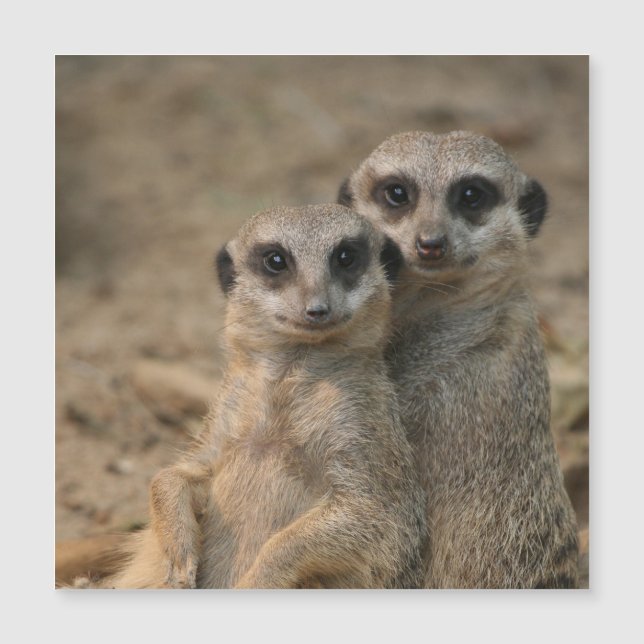 Meerkat_20170901_by_JAMFoto (Front)