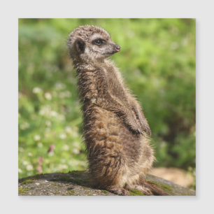 Meerkat_20171001_by_JAMFoto